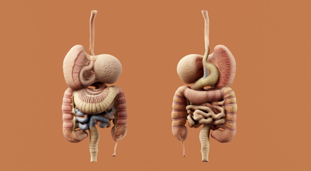 Gut Health Glendale, CA 